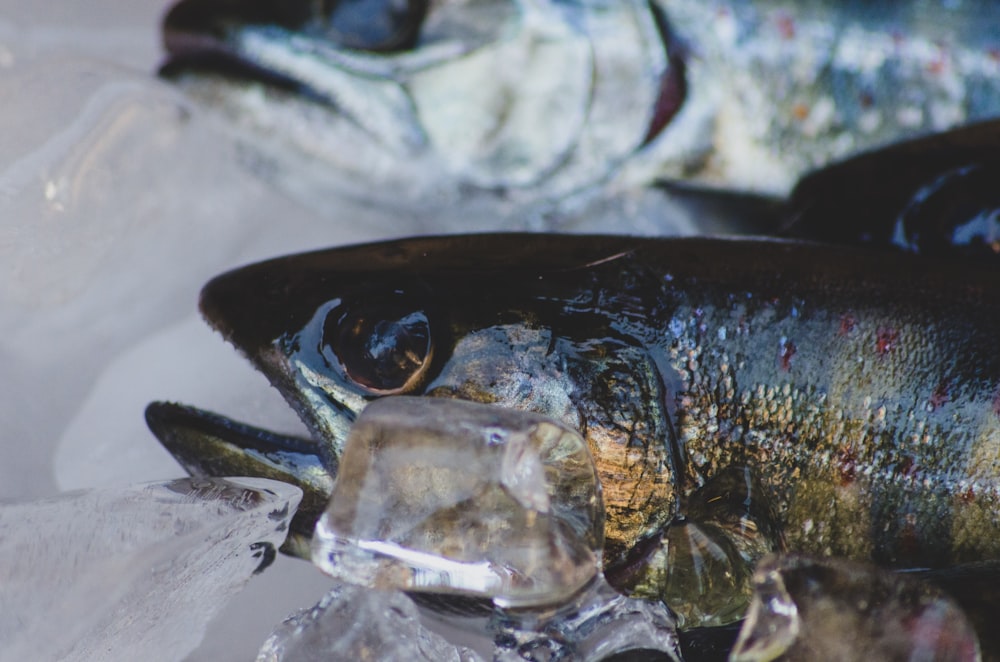 photo of yellow and black fish