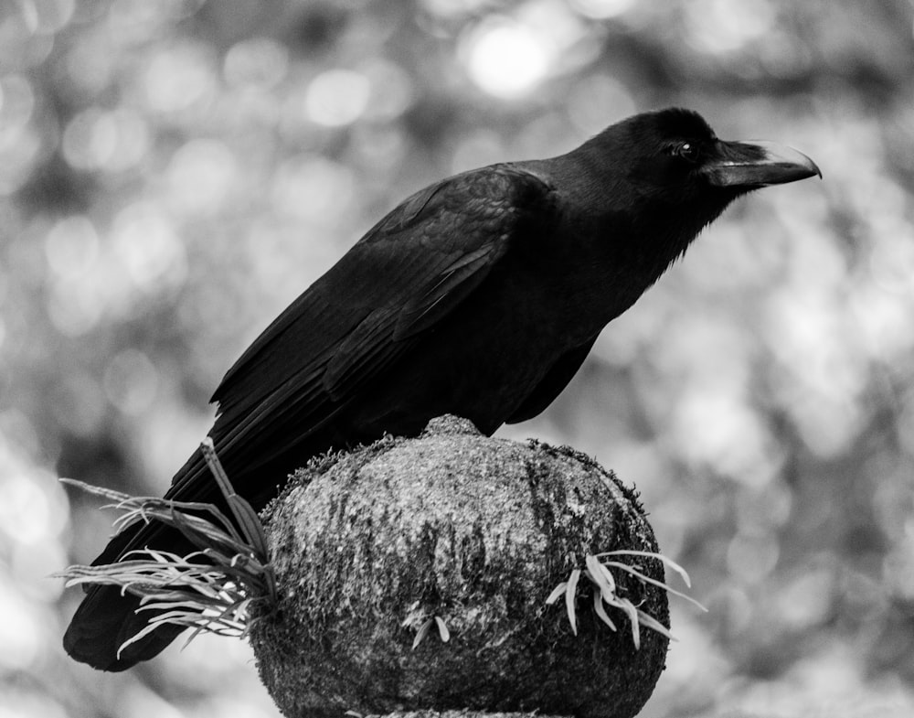crow perched on brown stone