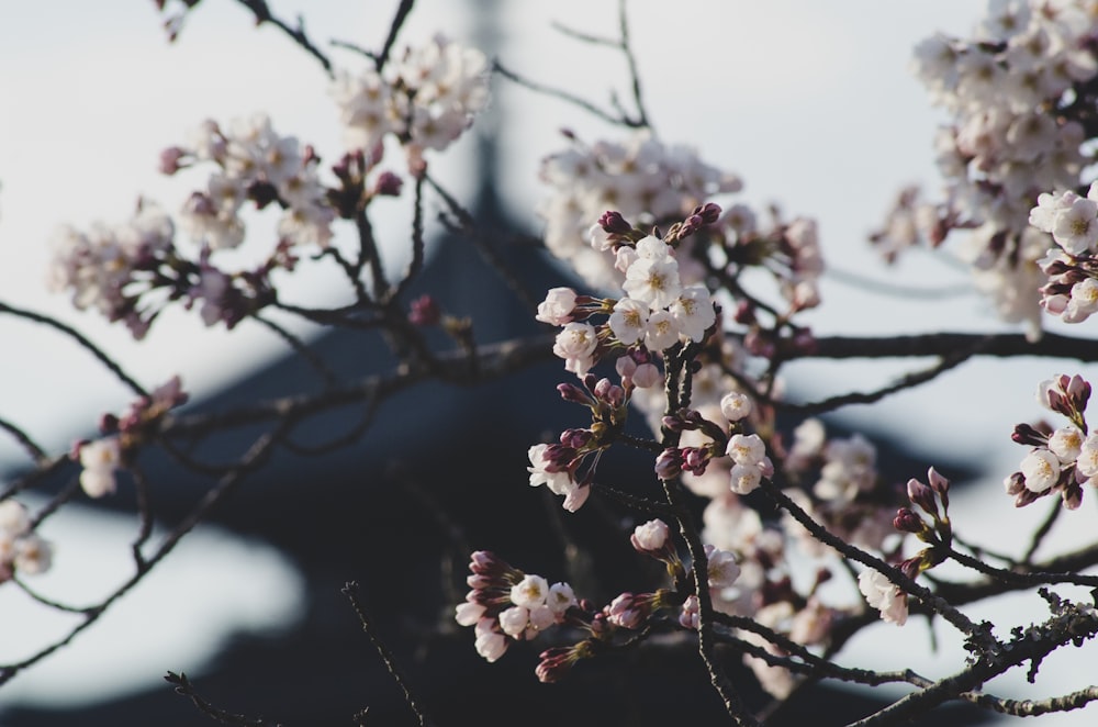 closeup photo of cherry blossom flower