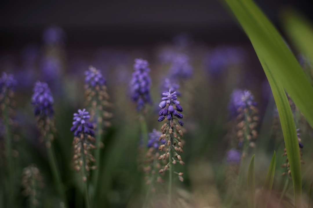 selective focus photography of purple-petaled flower