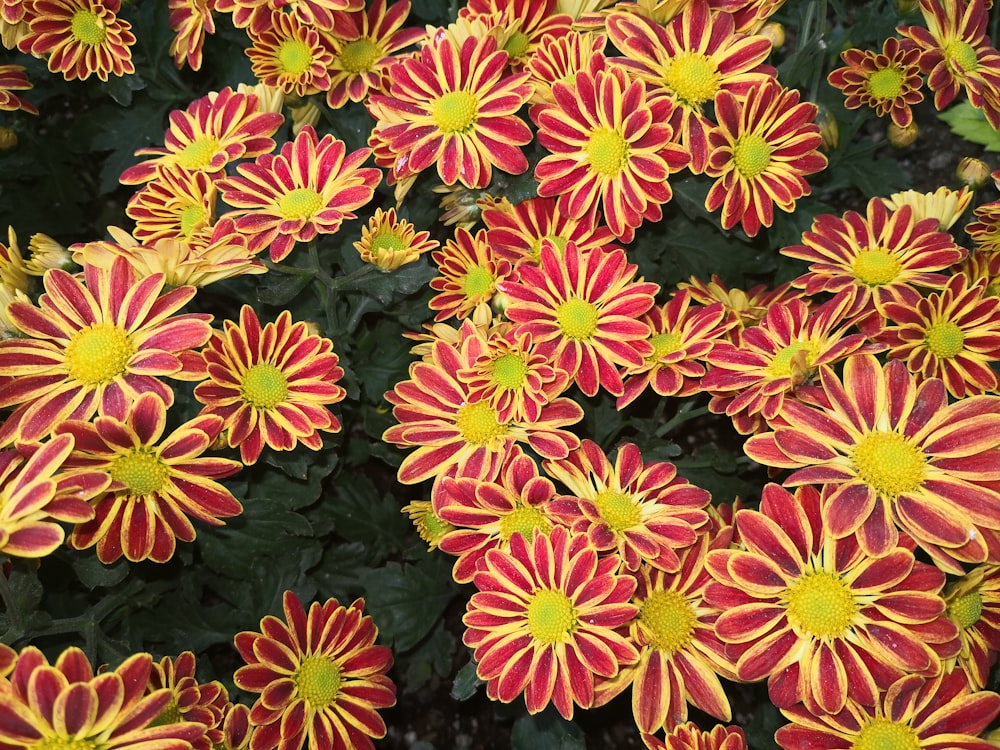 red-and-yellow petaled flowers