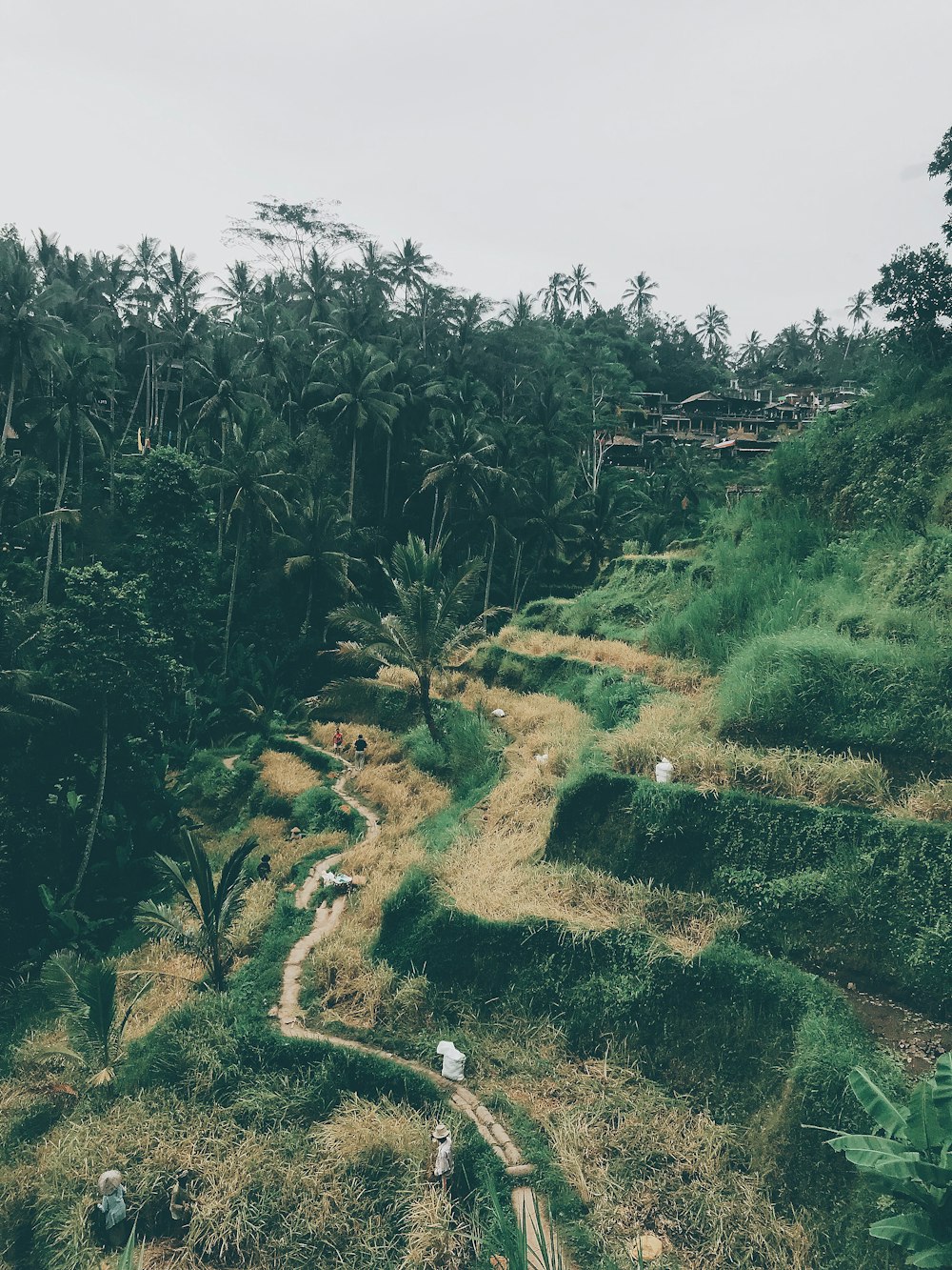 green grass stair rice field