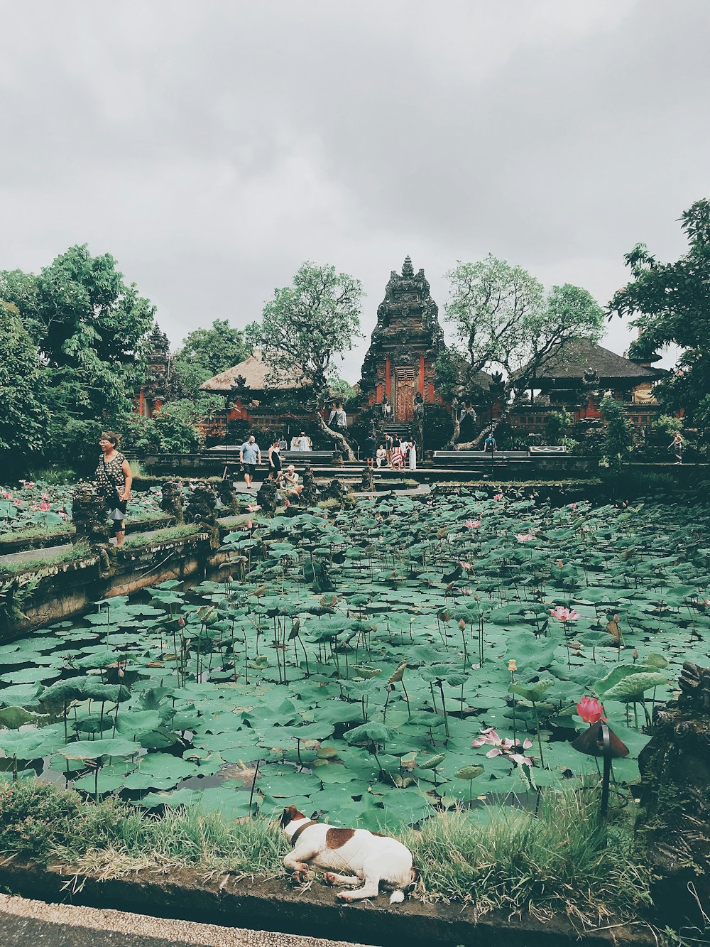 water lily pads on body of water