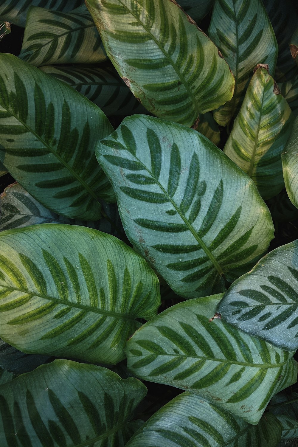 green-leafed plant