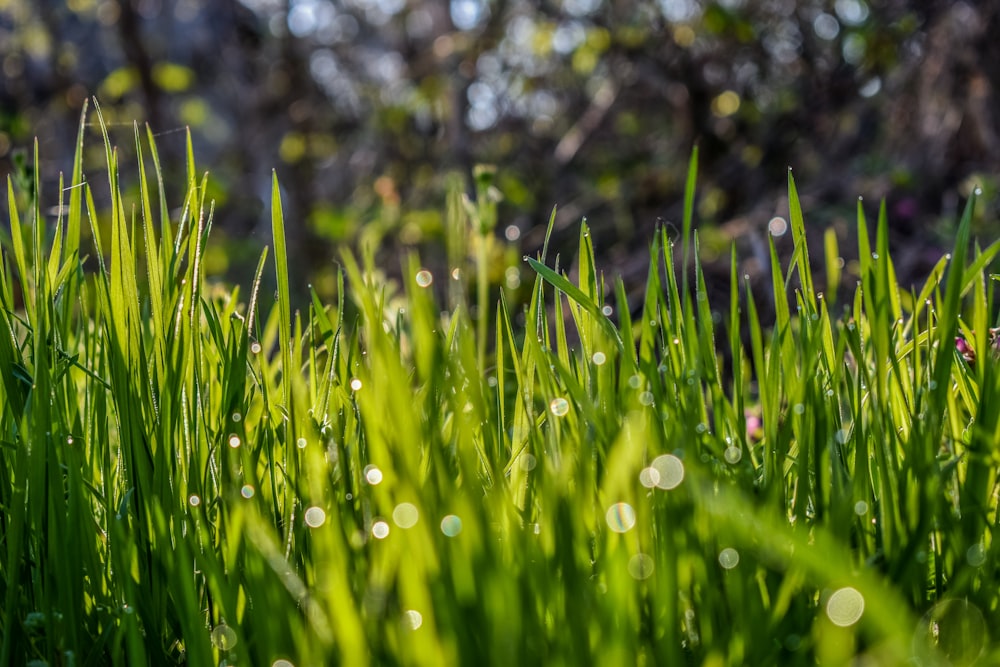 green grass during daytime