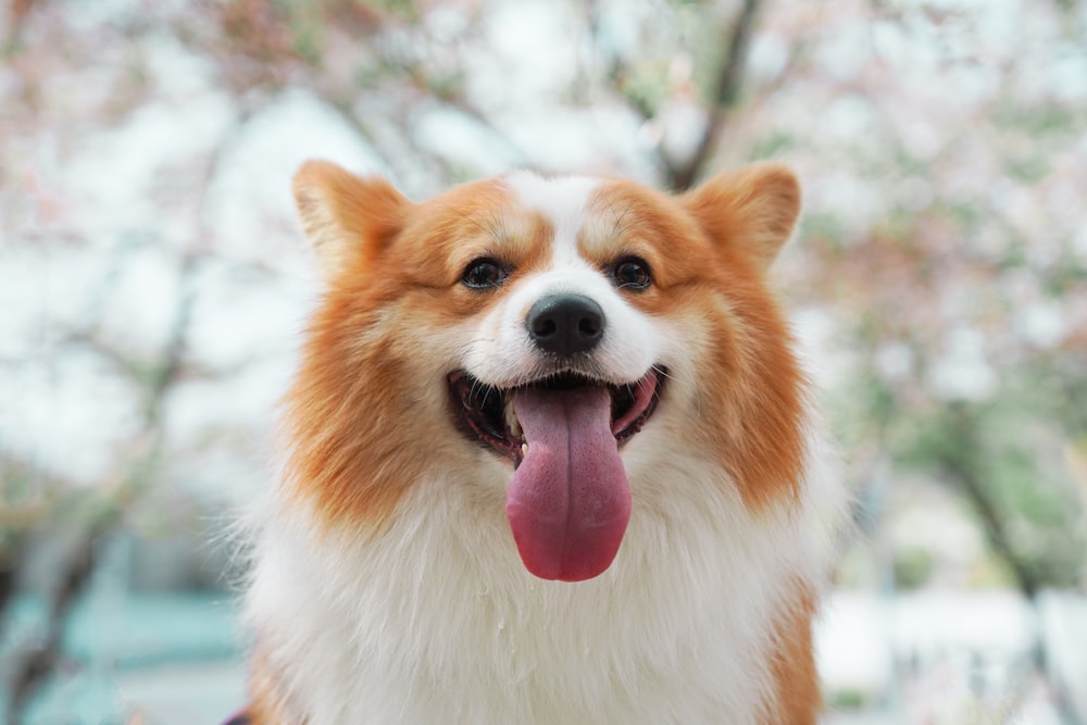 white and brown long coated dog