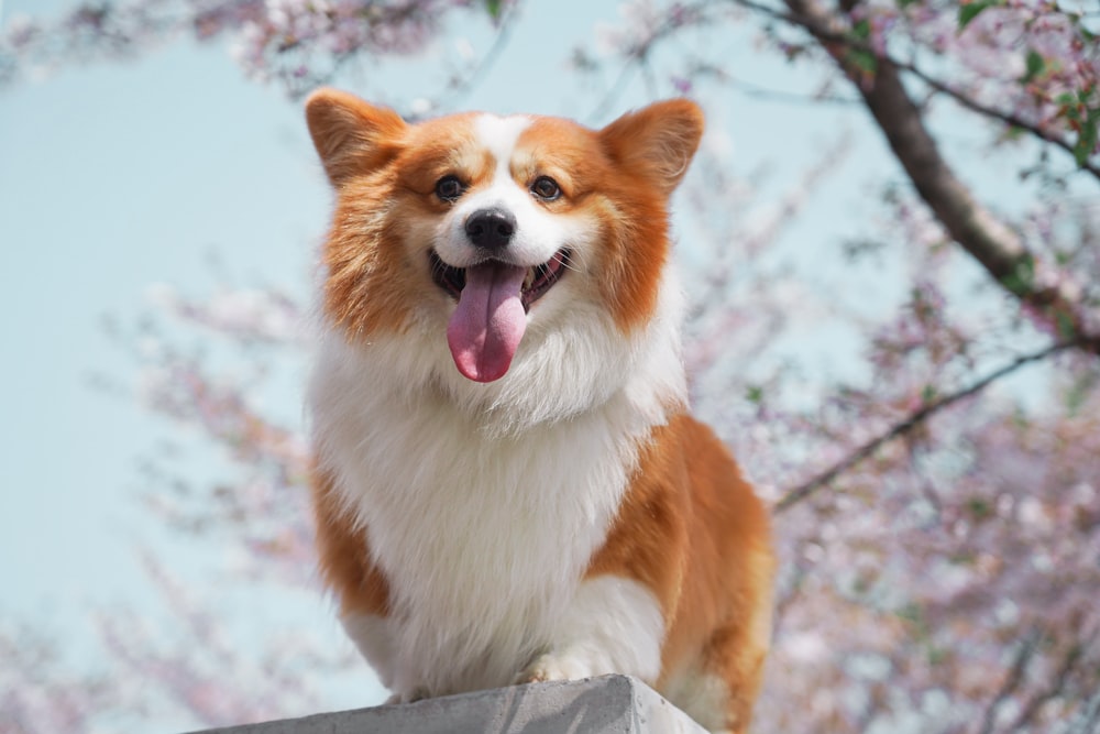 langhaariger weißer und hellbrauner Hund