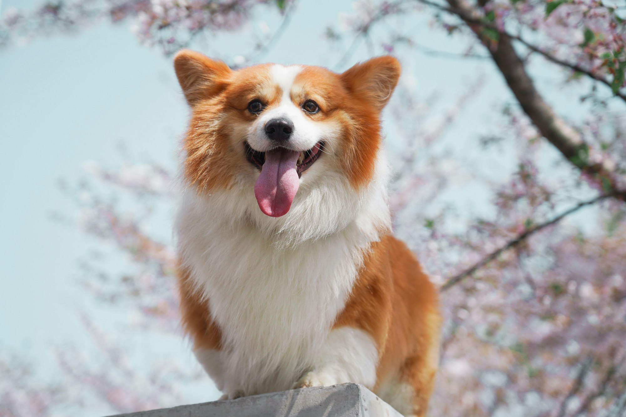 proud corgi declares victory