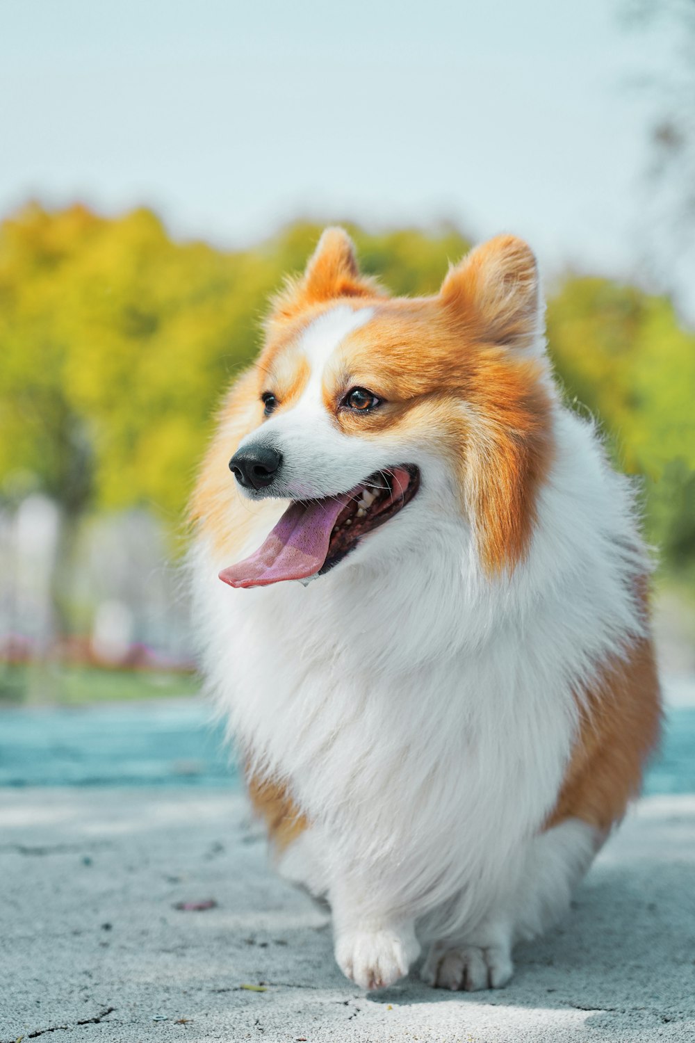 cão branco e laranja de pelagem longa em pé no chão