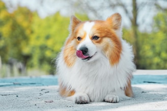 small white and brown dog lying on ground