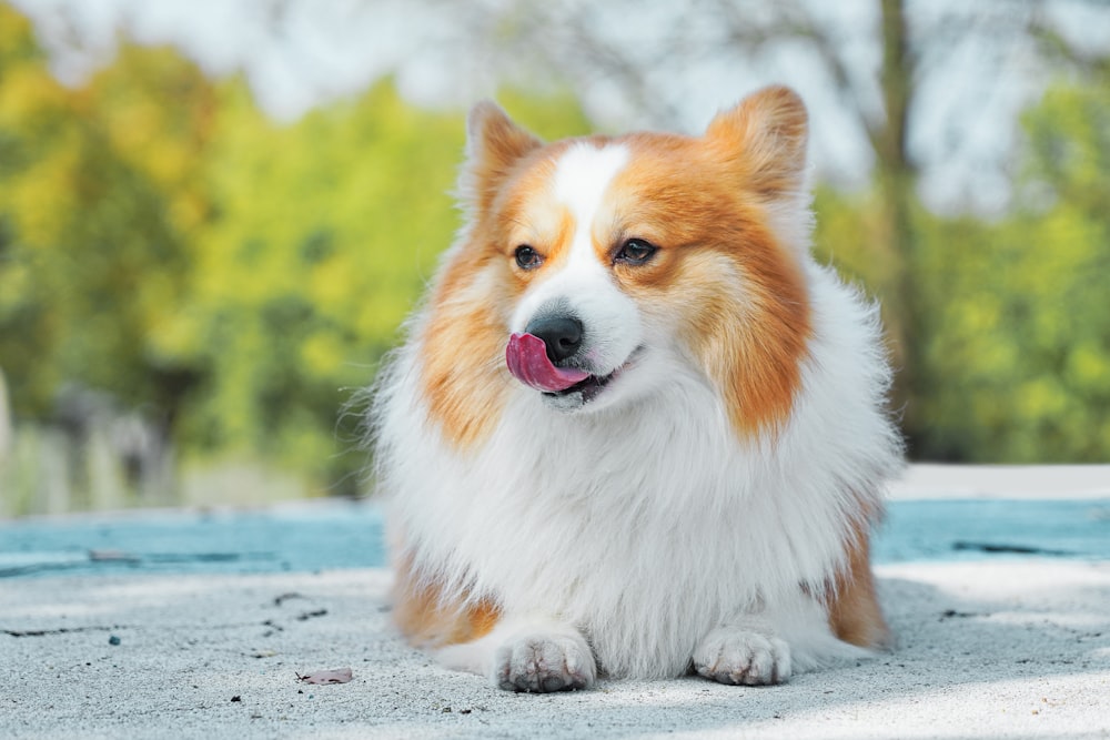 small white and brown dog lying on ground