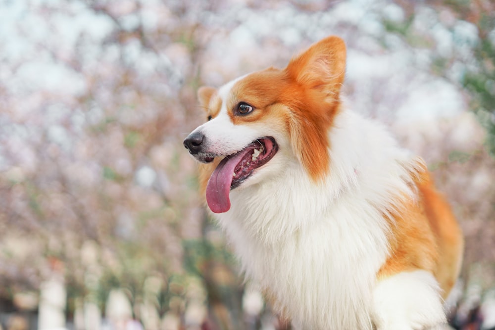 long-coated white and brown dog