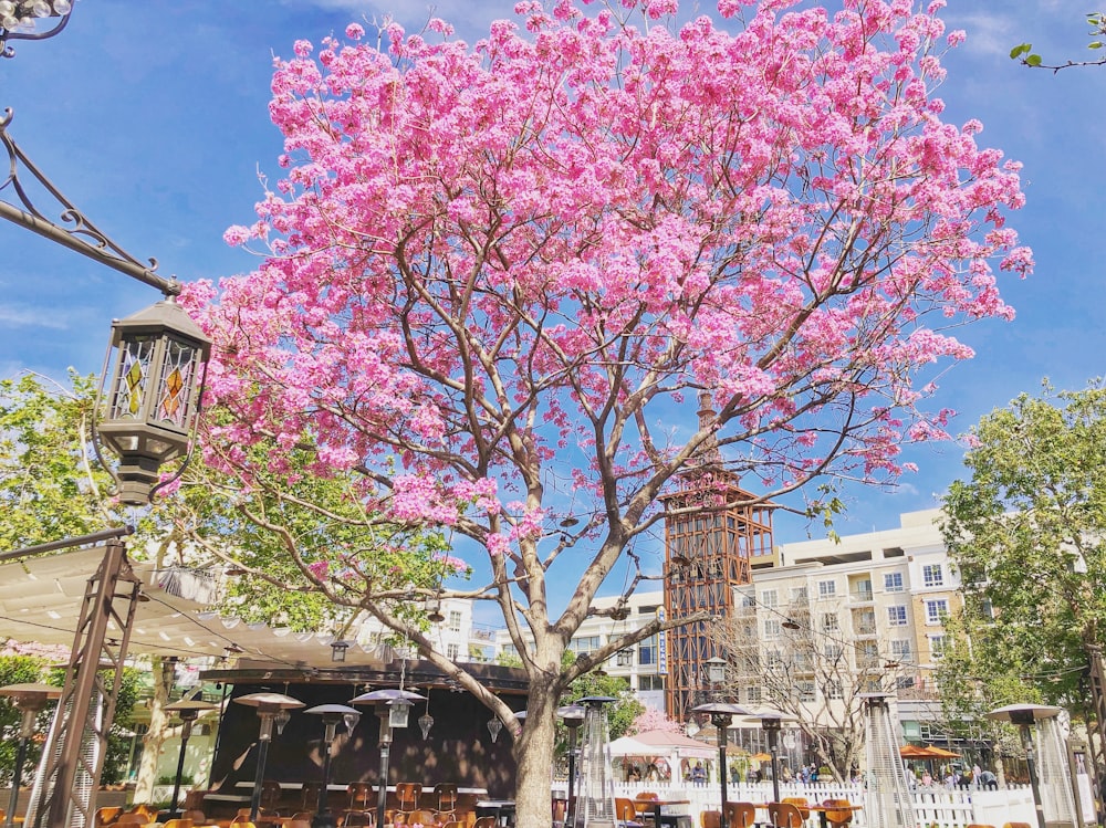 a large pink tree in the middle of a city