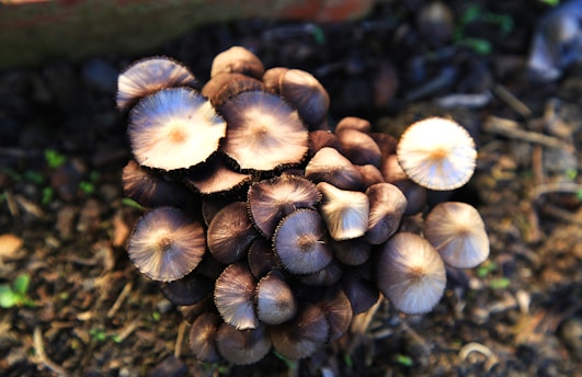 A cluster of mushrooms growing on the ground, showing a variety of light and dark brown caps. The mushrooms are densely packed, some with a more pronounced white center and others with a uniform dark shade. The surrounding area consists of soil and a few small green plants.