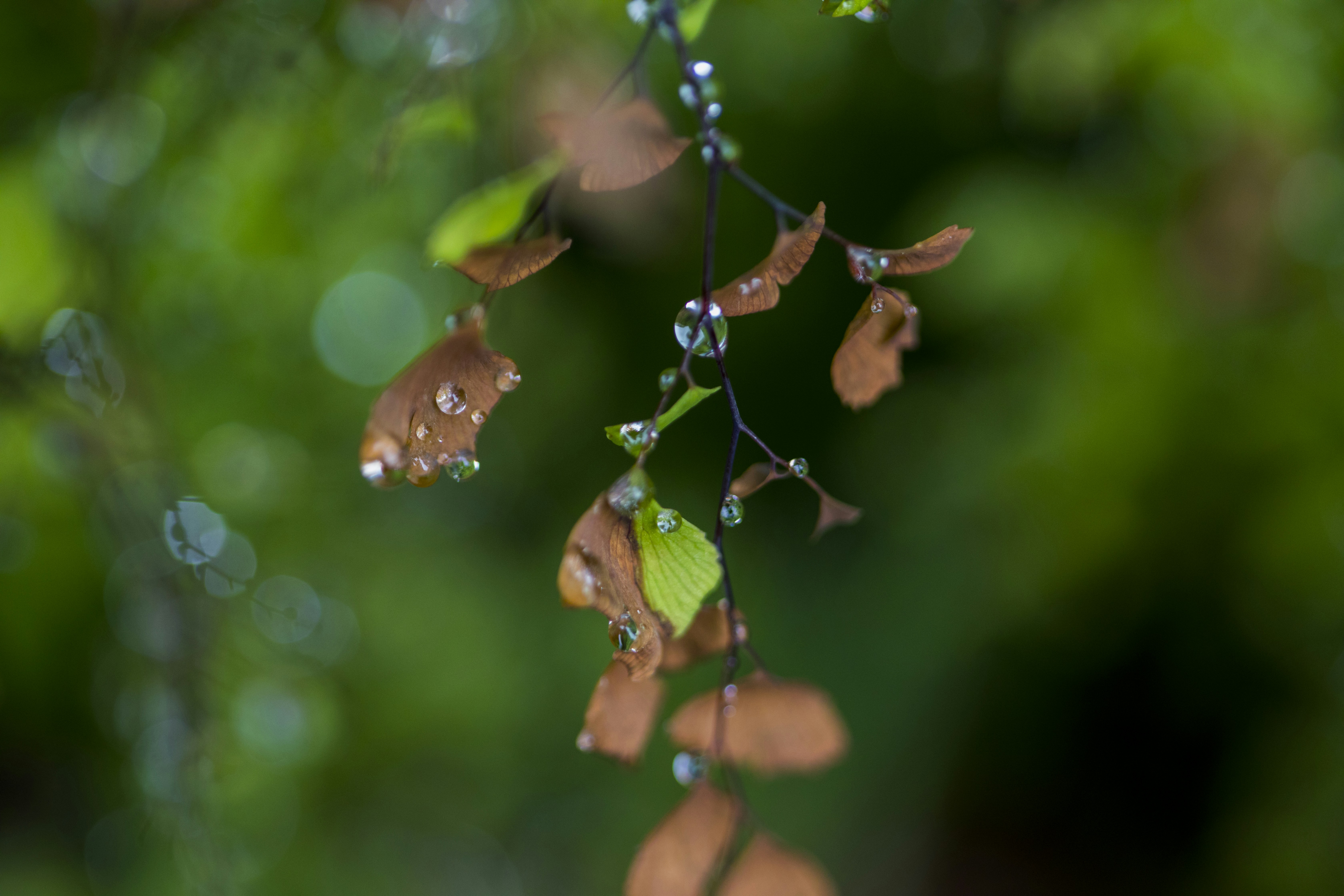 Photo by darrellfraser