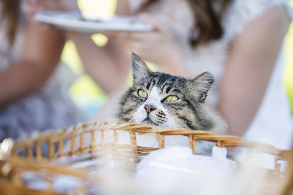 Selektive Fokusfotografie einer schwarz-weißen Katze