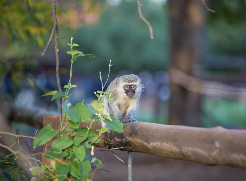 selective focus photography of gray monkey sitting on branch