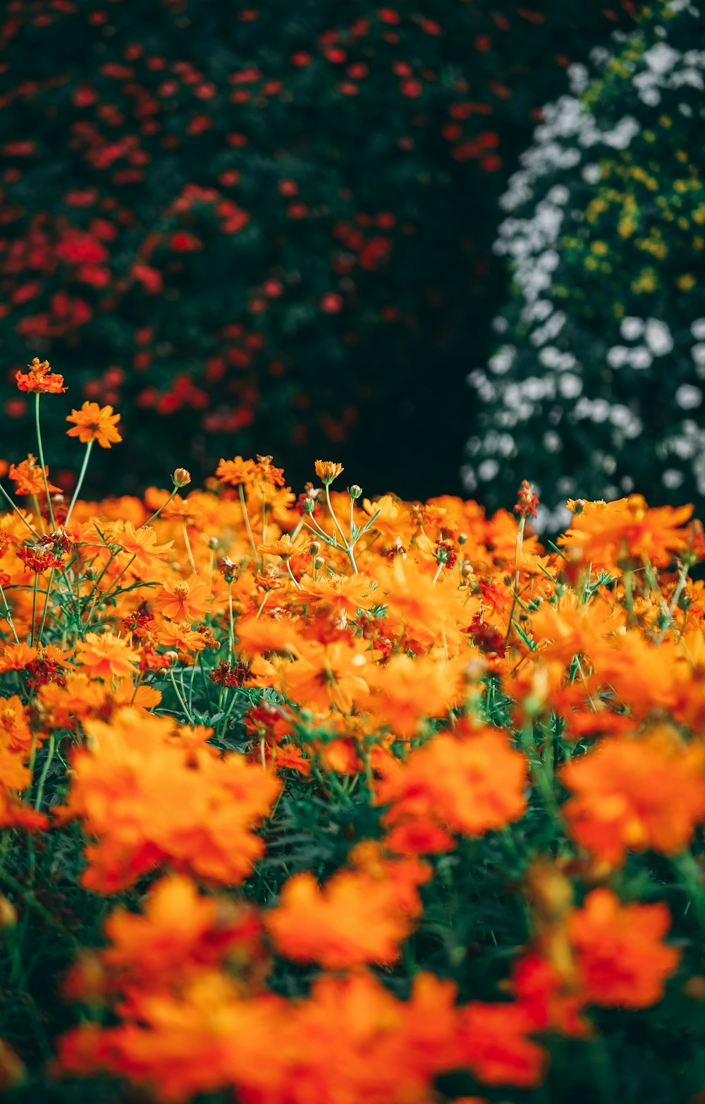 field of orange petaled flowers
