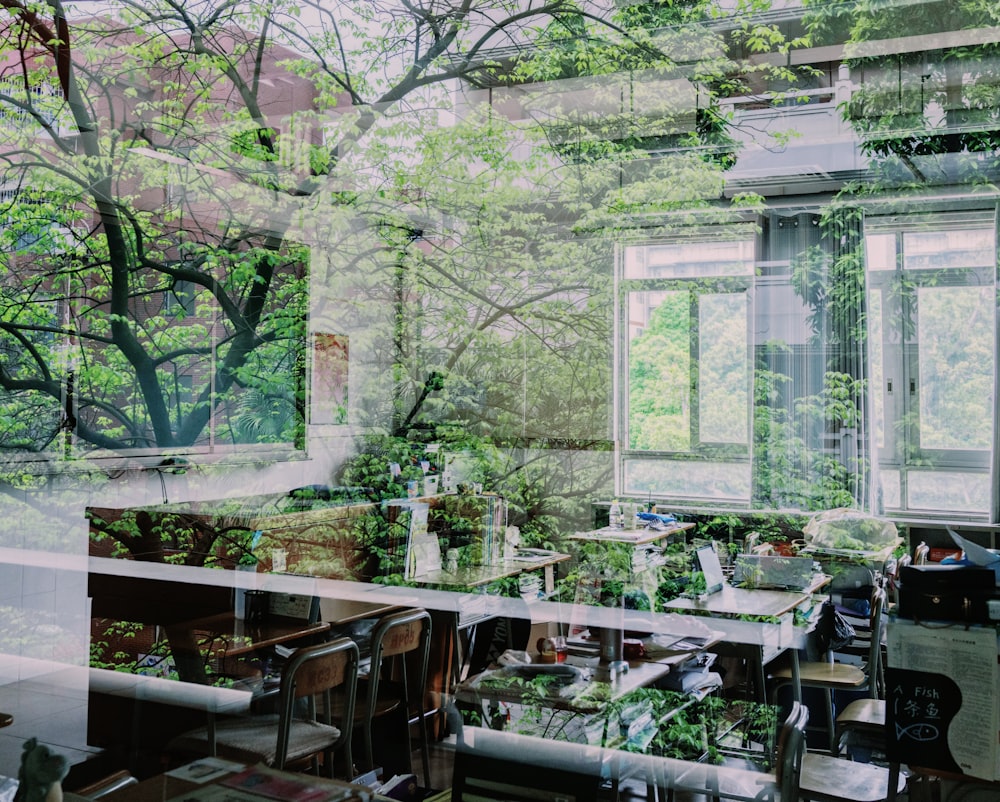 green leafed tree reflecting on glass wall