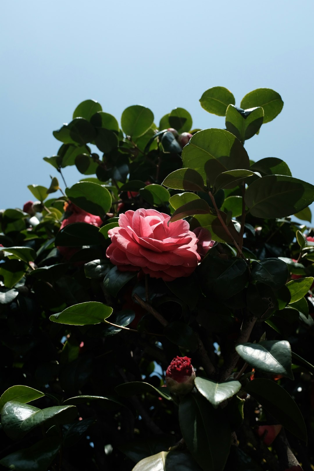 pink rose in bloom