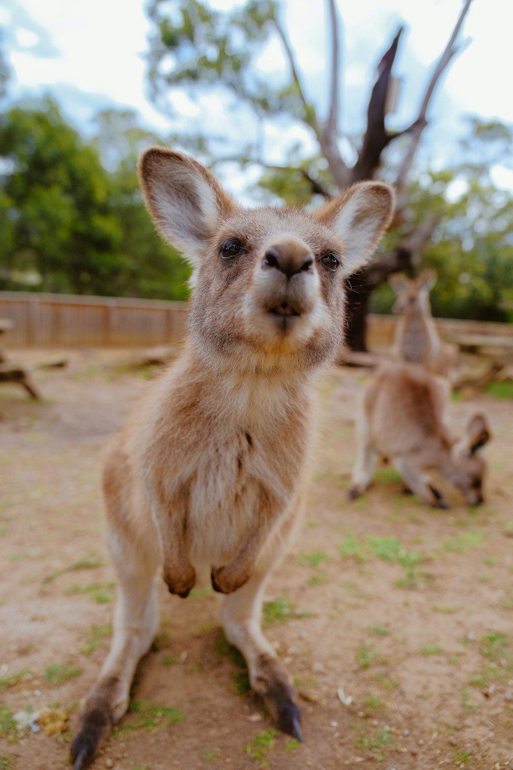 Foto de animal de pelaje beige