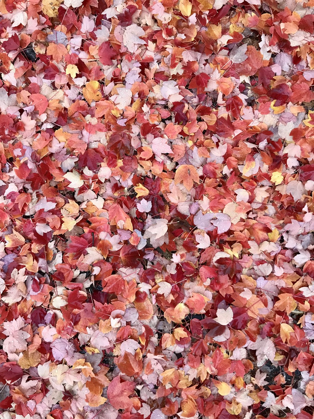 hojas rojas y rosadas