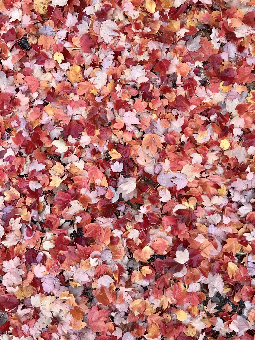 red and pink leaves