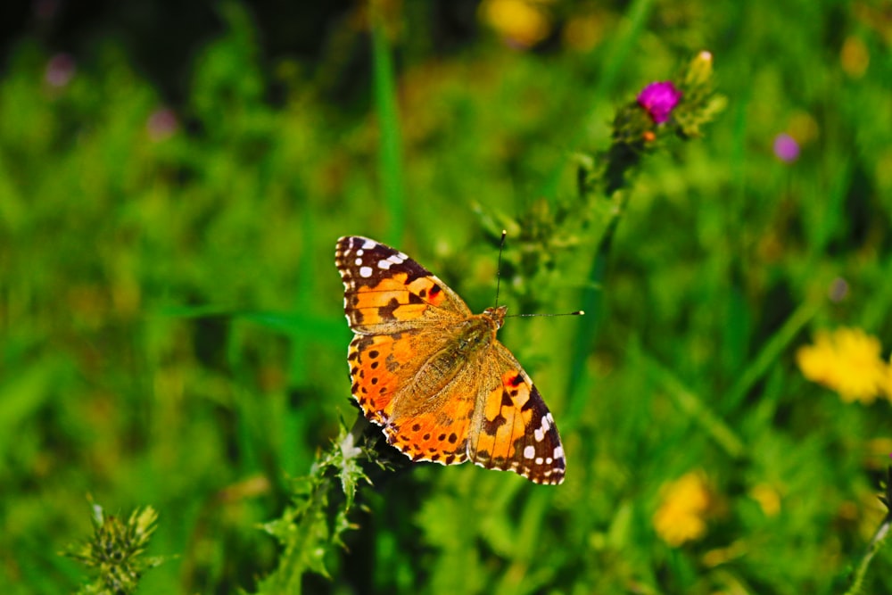 orange butterfly photography