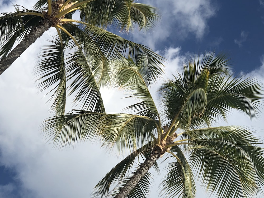 two green coconut trees