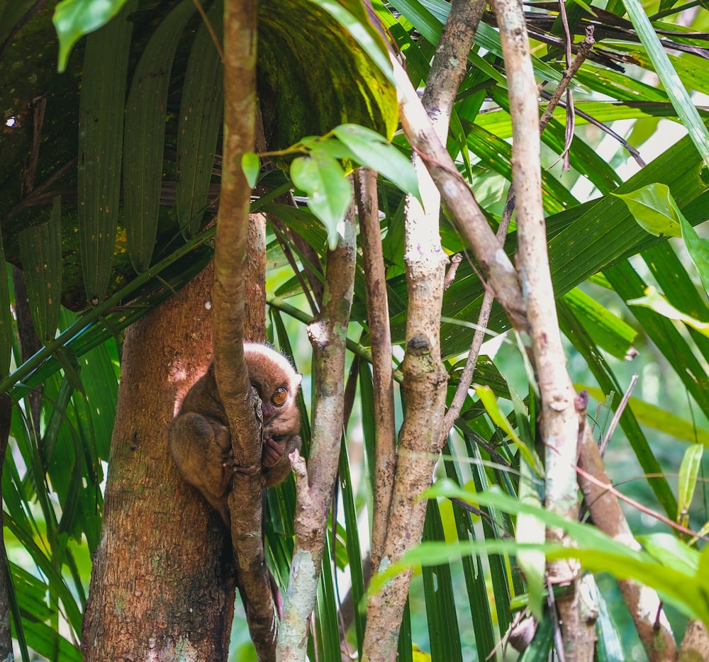 a monkey is climbing up a tree in the jungle