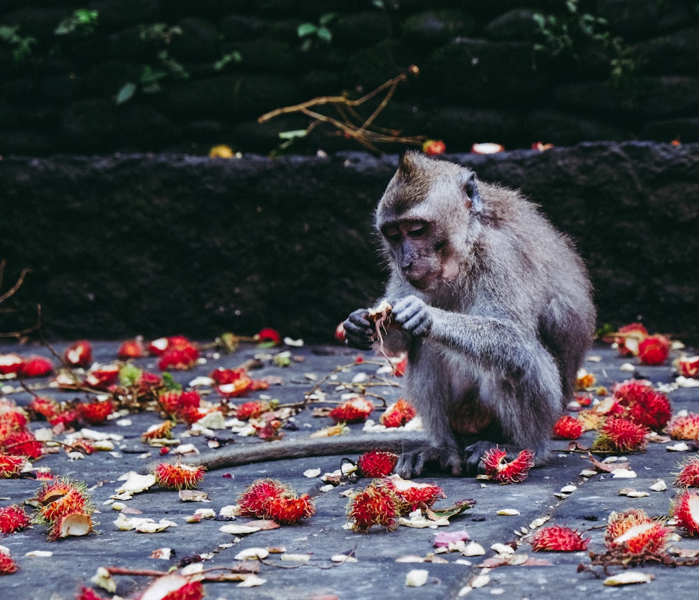 brown monkey peeling rambutan fruit