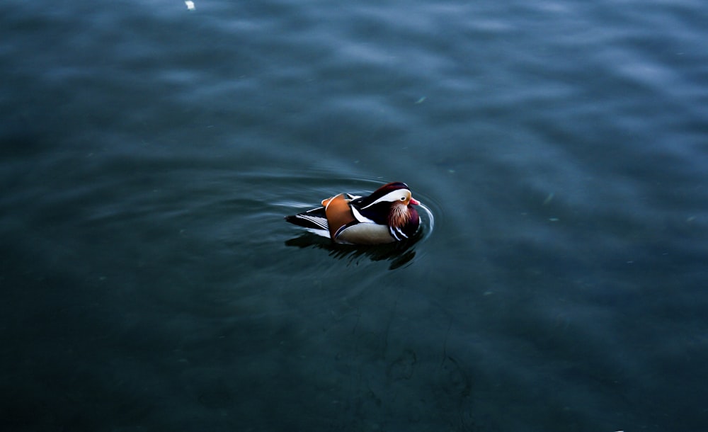 duck on calm sea