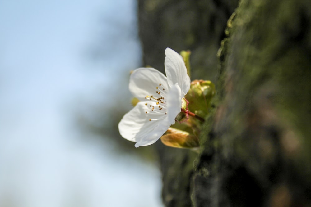 close-up white petal flower