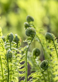 green ferns