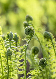 green ferns