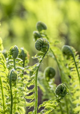 green ferns