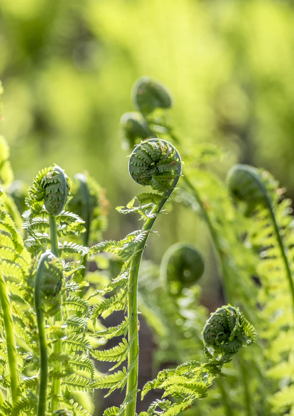 Fern plants