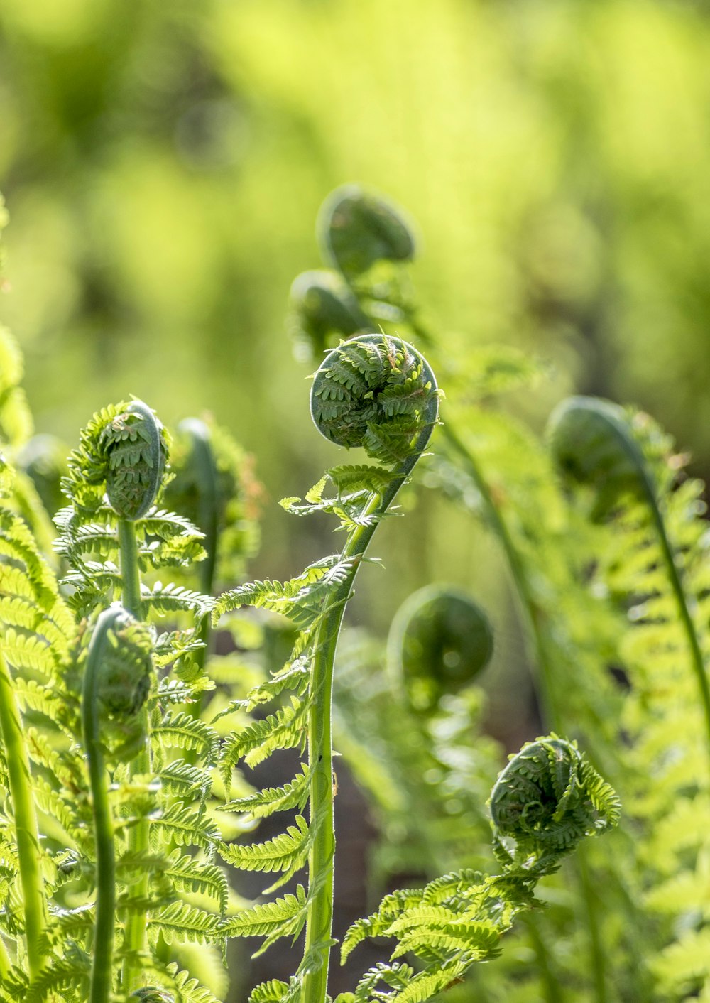 green ferns