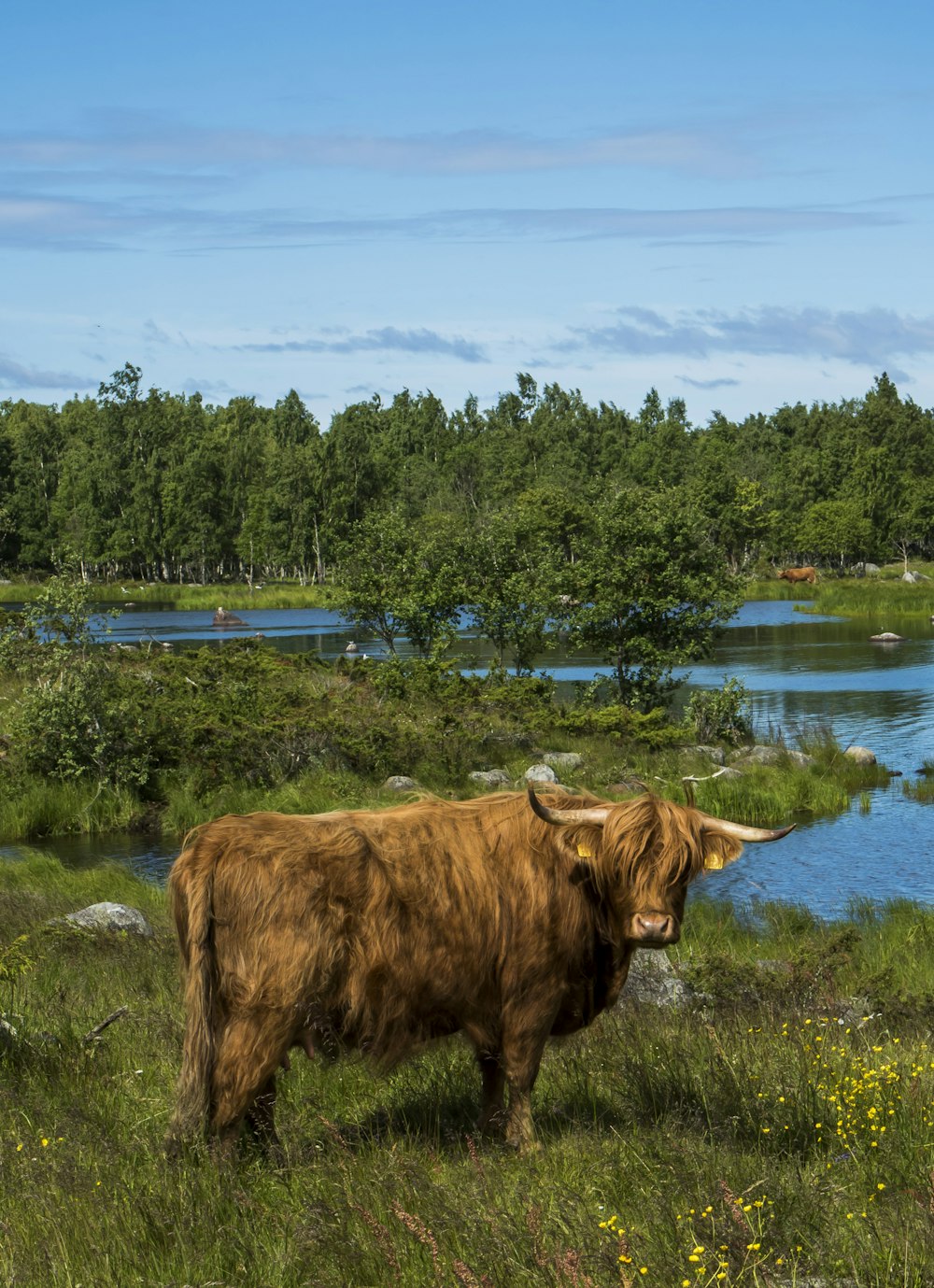 bison standing on grass field near body of water