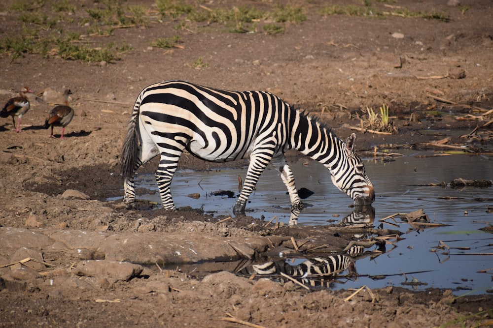 zebra drinking water