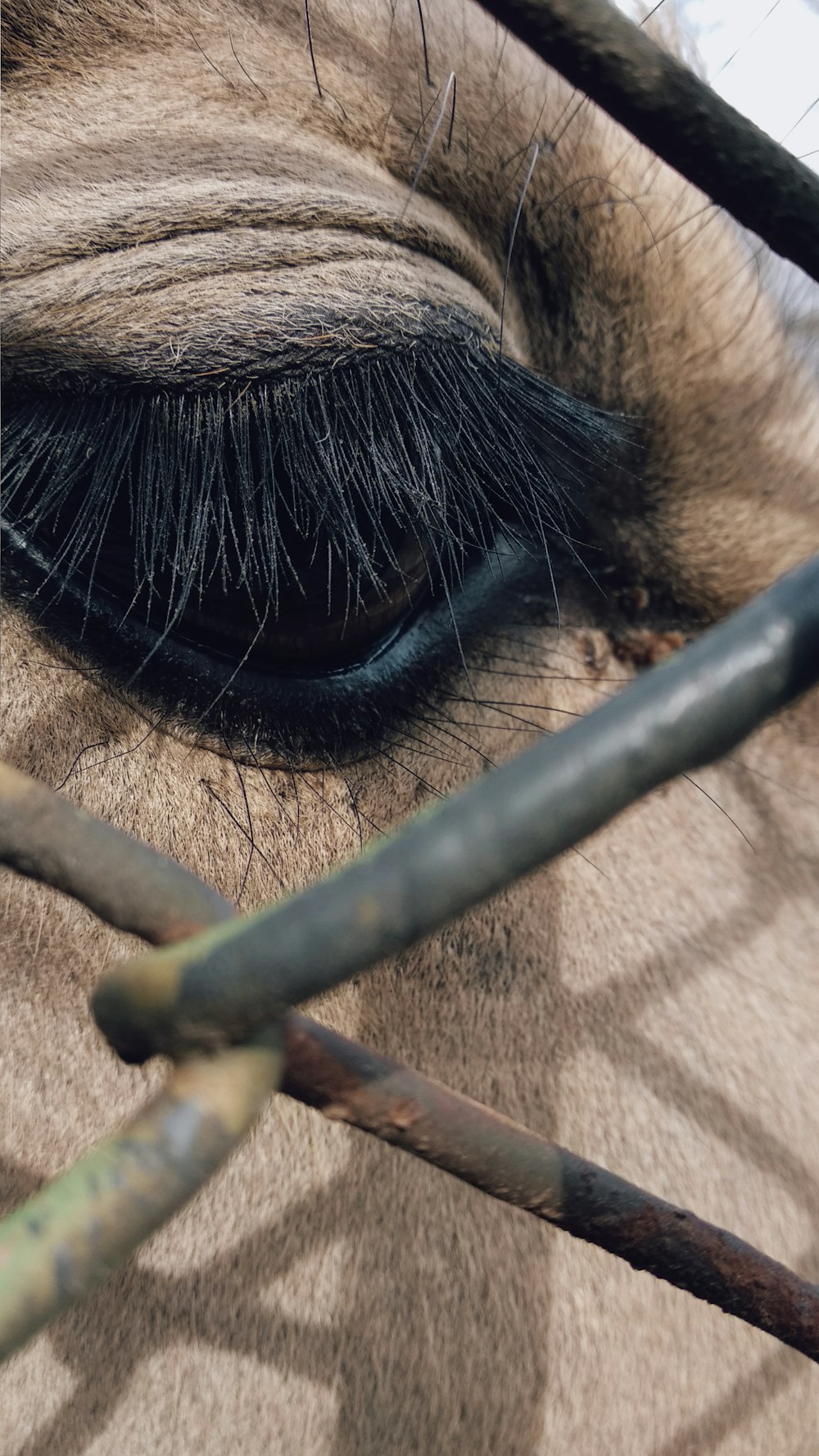 animal eyes near fence