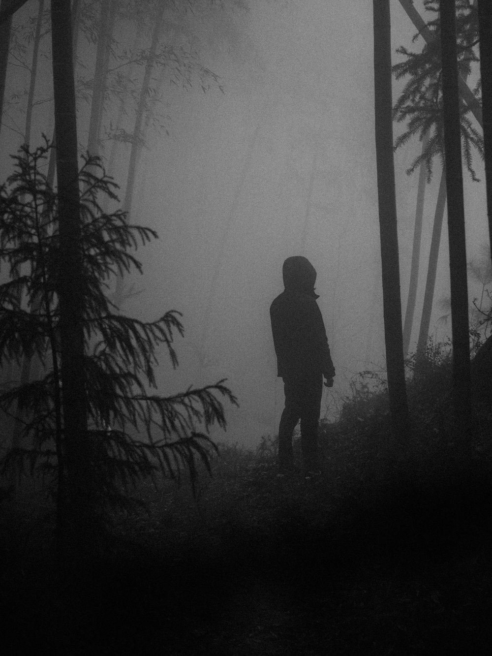 uma pessoa em pé no meio de uma floresta em um dia de nevoeiro