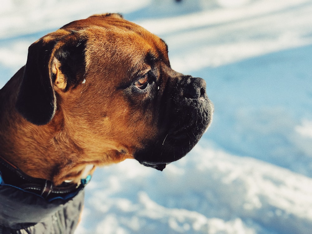 chien boxer dans la neige
