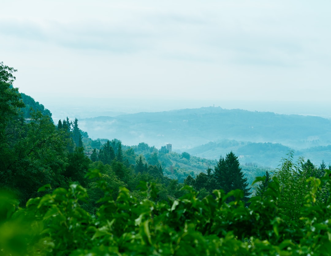 aerial photography of forest during daytime