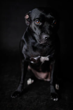 A handsome sire posing confidently with alert, kind eyes.