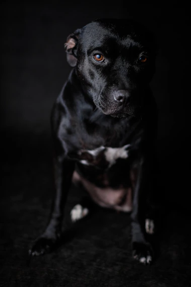 A sleek black dog sitting attentively in a minimalist studio setting with soft beige background.