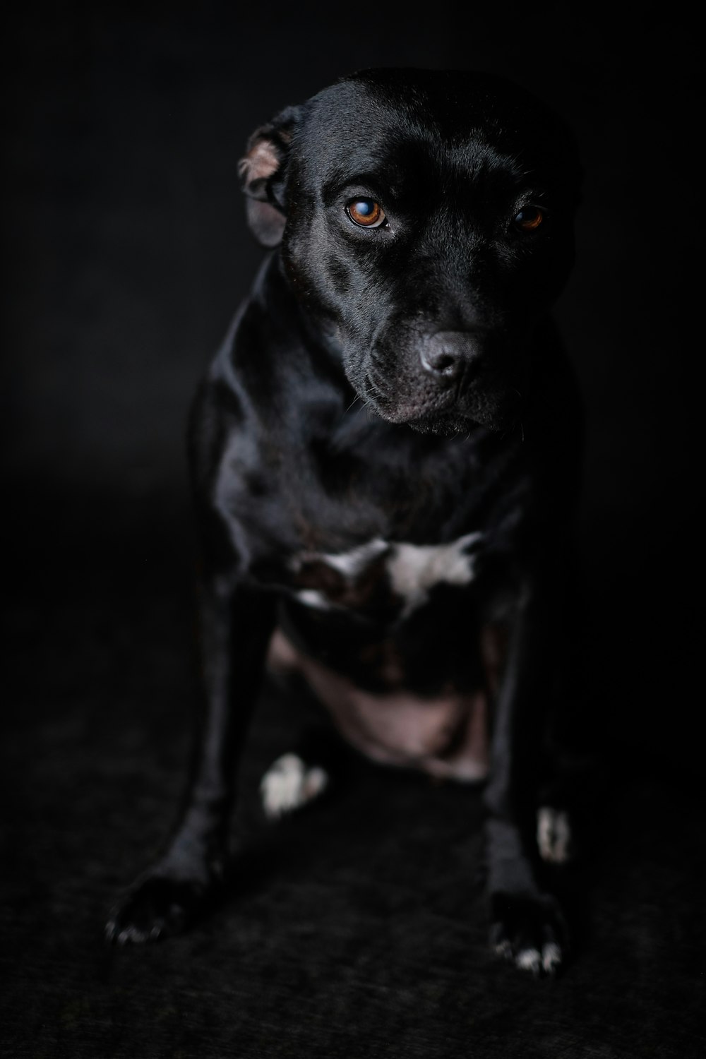 short-coated black dog