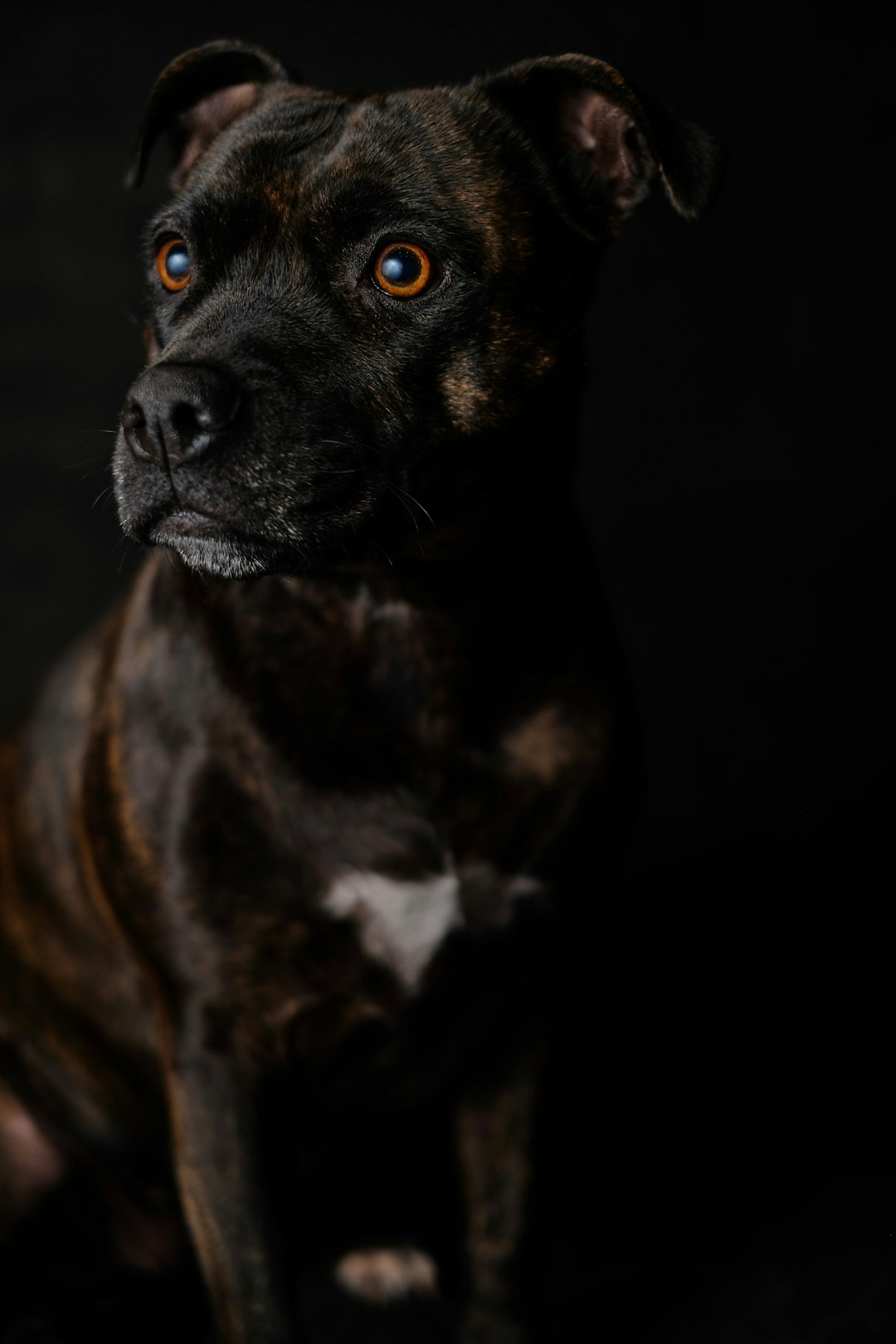 brindle dog on black background