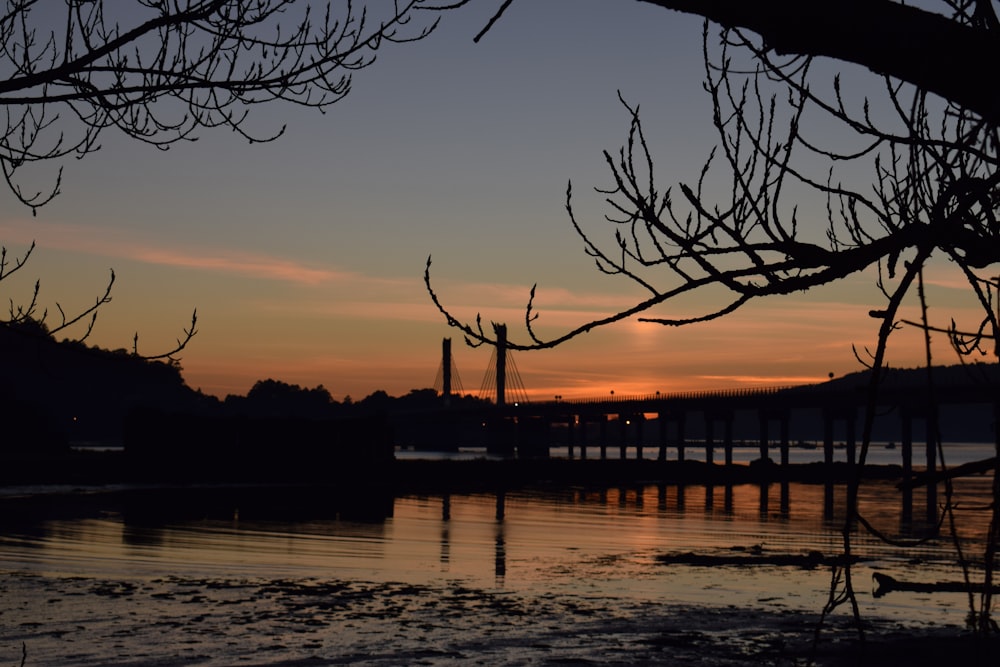 silhouette of bridge and withered trees