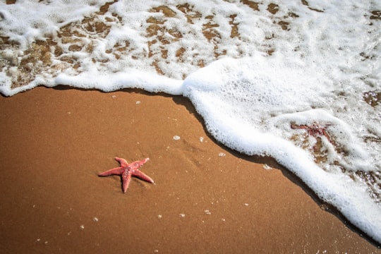 starfish on the ocean photography in Jard-sur-Mer France